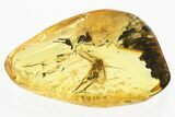 Detailed Fossil Fungus Gnat (Mycetophilidae) In Baltic Amber #352756-1
